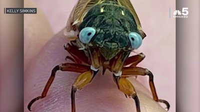Rare blue-eyed cicada reportedly photographed in Chicago suburb