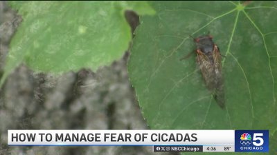 Experts offer advice to those with entomophobia – or fear of insects – as cicada emergence begins
