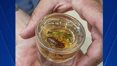 Suburban brewpub goes all in on Chicago cicada craze with ‘Cicada-infused Malört'