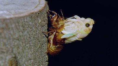 Why are there white cicadas?