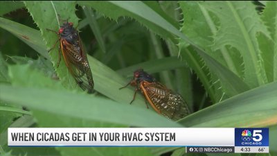 How the cicada emergence could affect your HVAC system