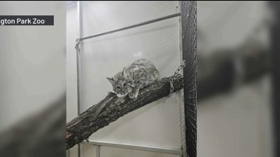 Baby bobcat found safe after escaping Michigan City Zoo