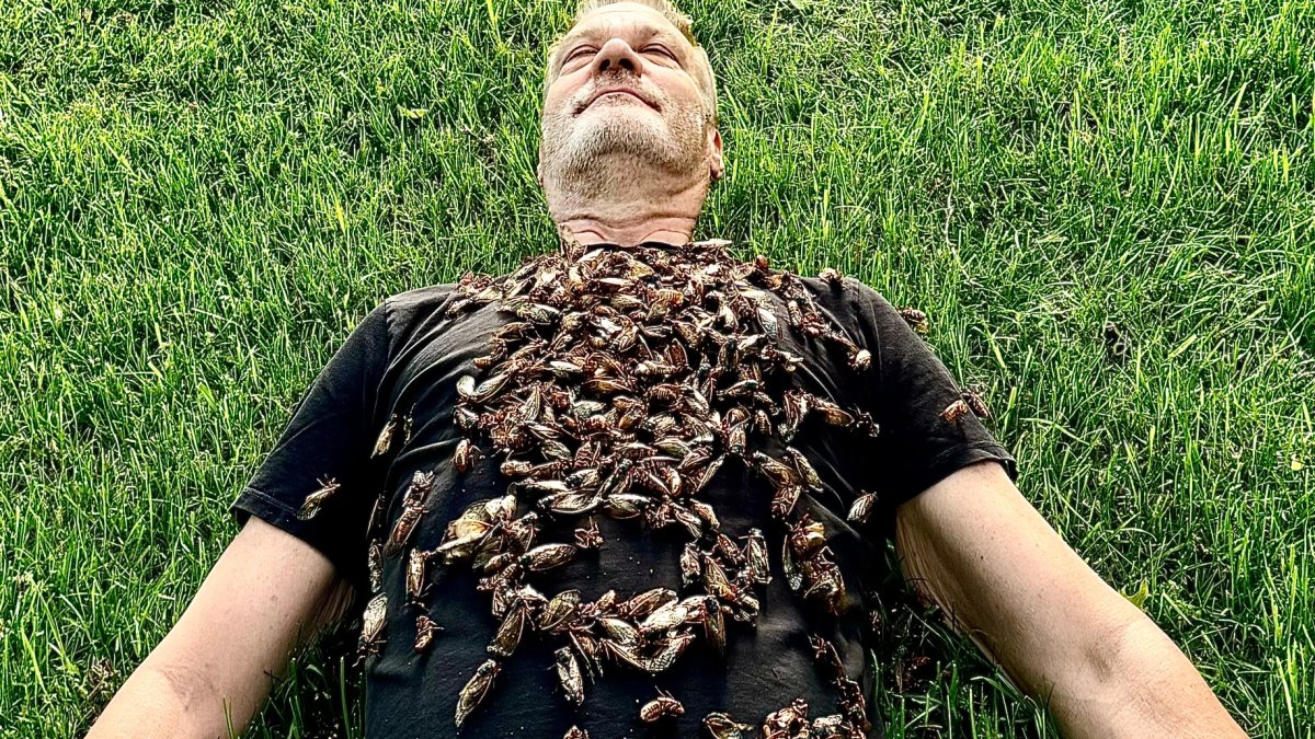 Stunning images show scope of cicada emergence in Chicago area Stunning images show scope of cicada emergence in Chicago area