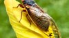 Not hearing that distinct cicada noise yet? Here's why that might be the case