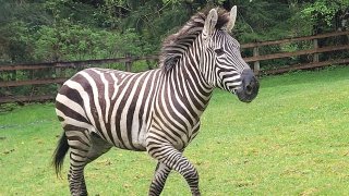 This image provided by the Washington State Patrol shows a zebra that got loose Sunday,