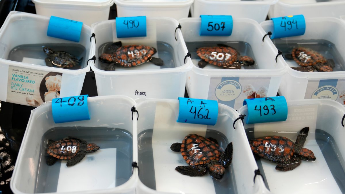 Over 500 baby sea turtles rescued after they washed ashore in big storm off South Africa – NBC Chicago - Vimarsana News