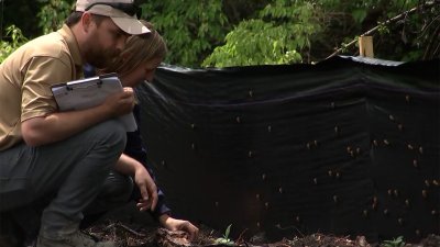 Watch: Cicadas to fully emerge in Chicago ‘within the next few days'