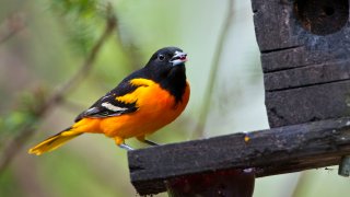 A Baltimore Oriole, with its signature orange body and black-and-white-striped wings, stands on a bird feeder.