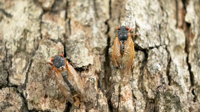 As cicadas emerge, here's why some spots are seeing them earlier than others