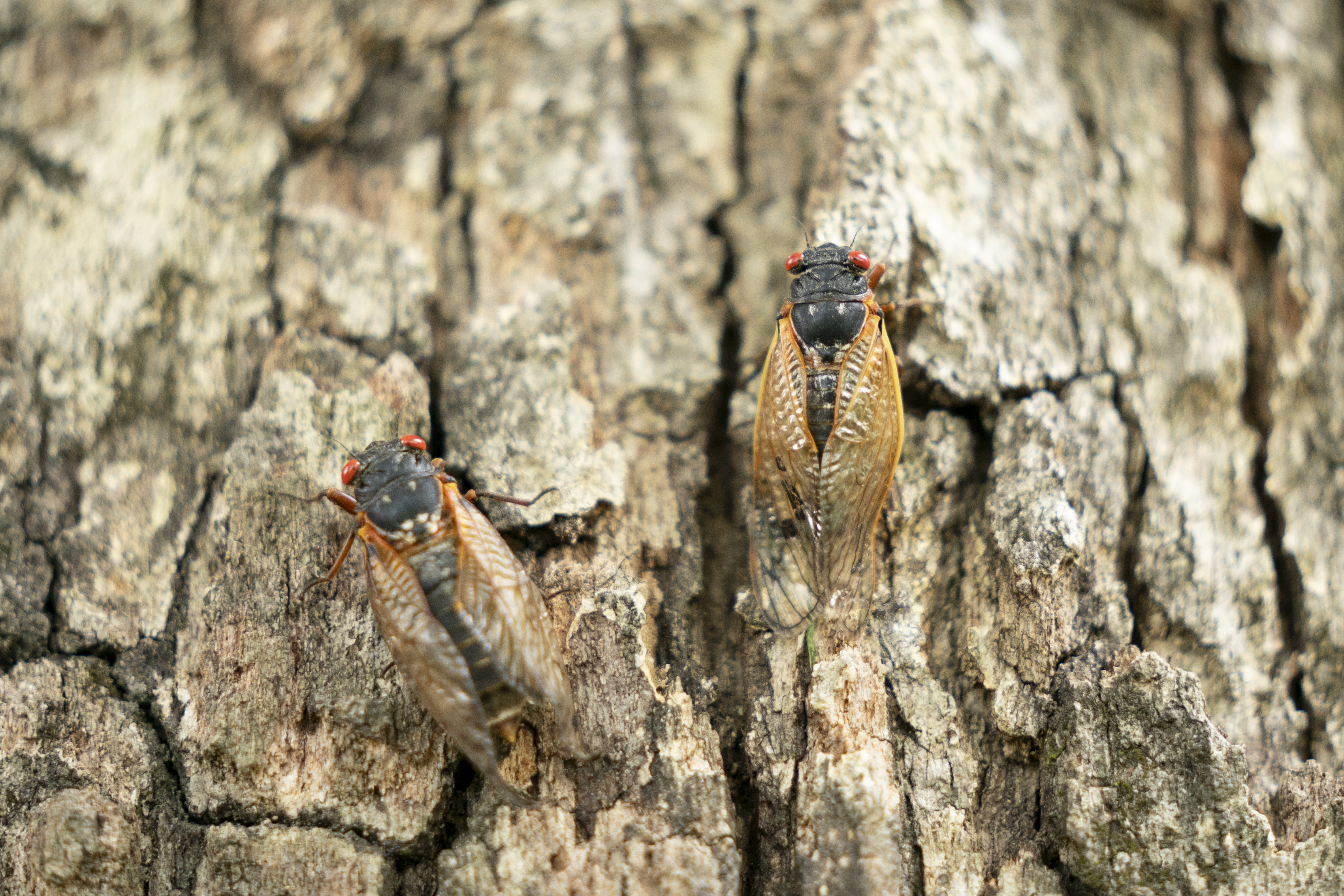 As cicada emergence begins, those with autism prepare for sensory challenges