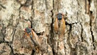 When will cicadas really emerge in Chicago area? When to expect them to peak