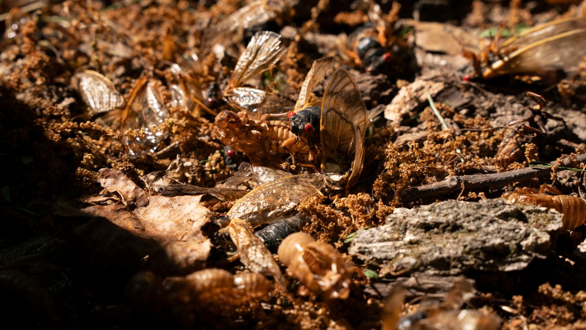 Officials issue warning for pet owners amid historic cicada emergence