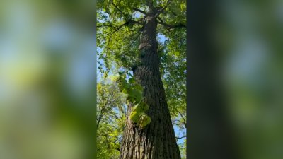Video shows cicadas covering a tree in Wilmette