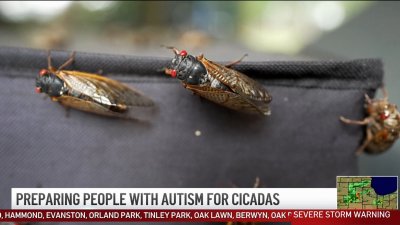 As cicada emergence begins, those with autism prepare for sensory challenges