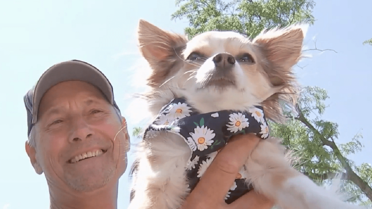 Postal worker and suburban chihuahua enjoy special bond dating back to 2021