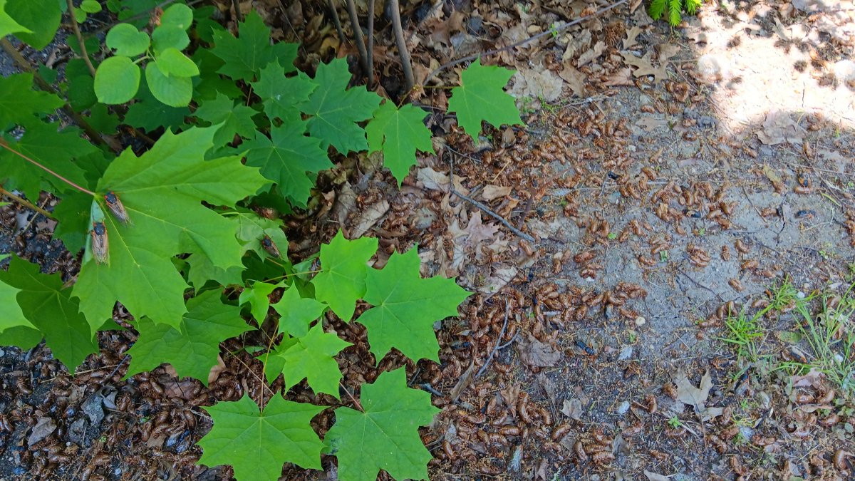 Experts offer advice to those with entomophobia &ndash; or fear of insects &ndash; as cicada emergence begins