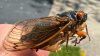 How long will the cicada noise last? Here's when it could get quieter