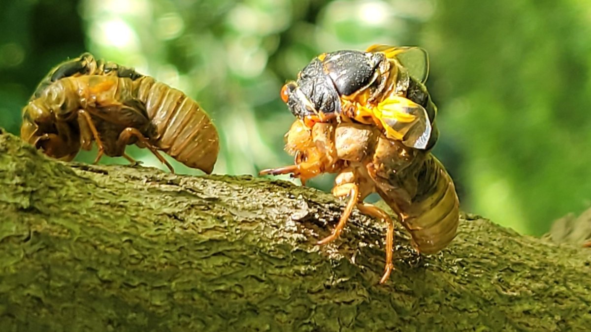 Cicadas Illinois 2024 How long do they last? NBC Chicago