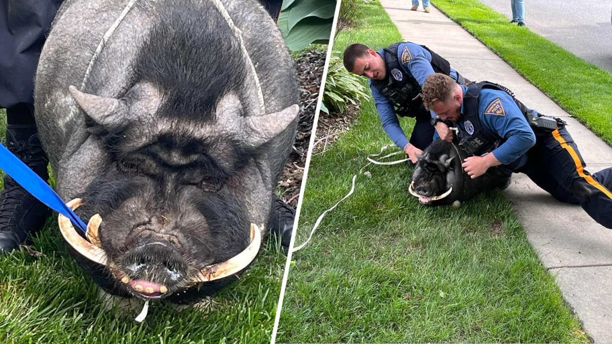 Runaway pig captured by police in New Jersey on Friday – NBC Chicago - Vimarsana News