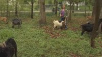 Herd of goats in Glencoe providing unique service to area residents