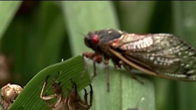 “Zombie cicada” fungus detected in the midwest