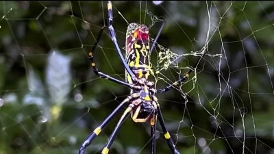 Joro spiders expected to arrive on East Coast this summer