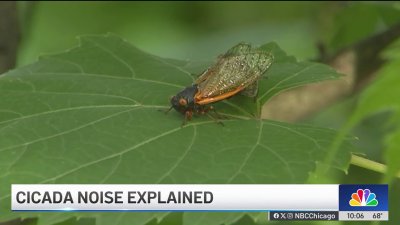 How long will the cicada noise last? Here's when it could subside