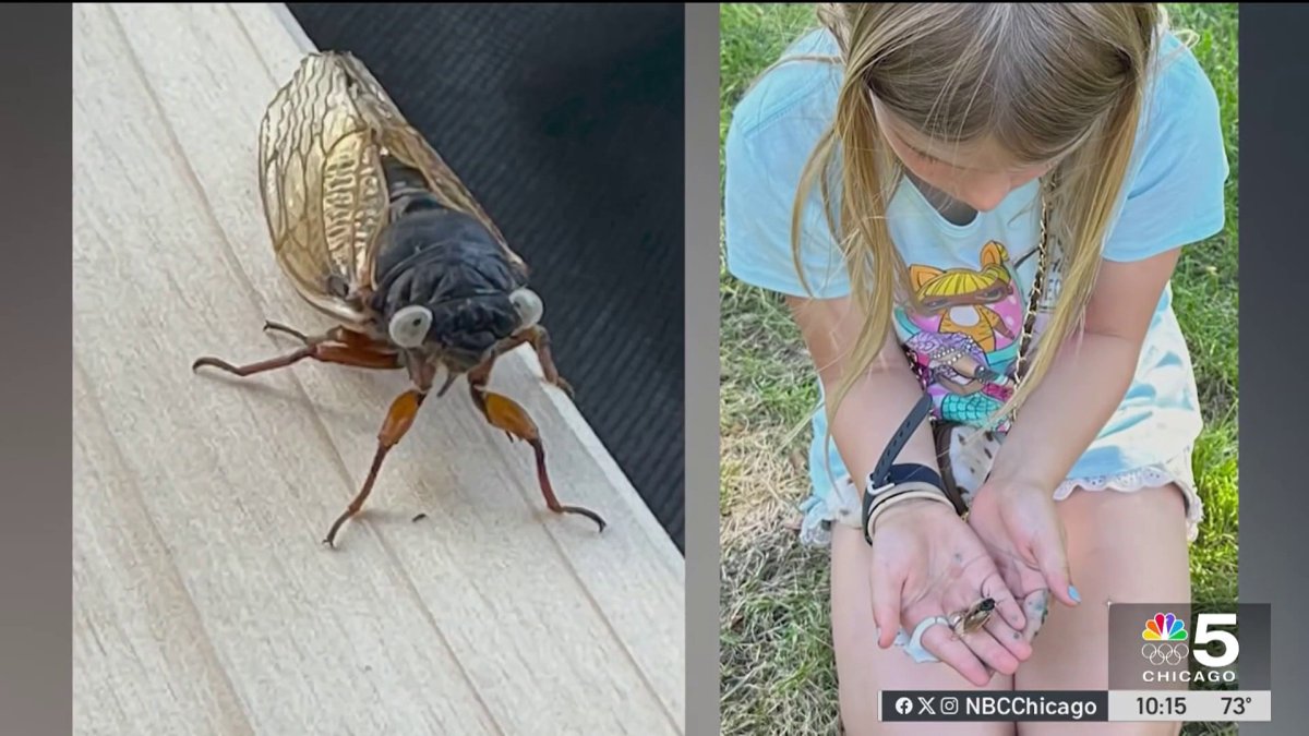 Summer concerts collide with cicada emergence in suburbs nbc chicago