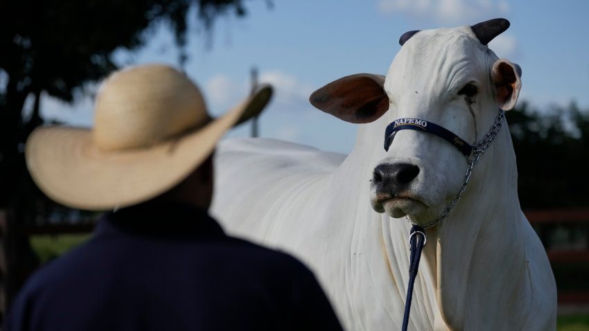 A stockman watches over the Nelore cow known as Viatina-19 at a farm in Uberaba, Minas Gerais state, Brazil, Friday, April 26, 2024