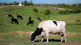 Cows graze in a field in Luncavita, Romania