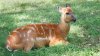 Antelope at Tennessee Zoo dies from choking on squeezable pouch
