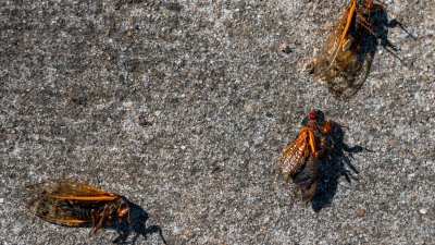 Strange, itchy mite bites could be linked to the 2024 cicada emergence