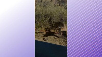 WATCH: Bobcat fights rattlesnake in Arizona national park