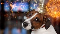 With fireworks displays taking place across Chicago area, here's how to keep pets safe