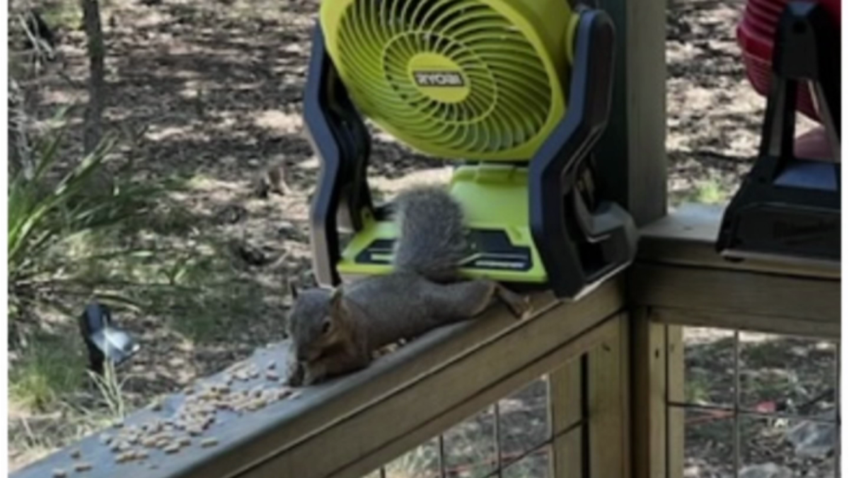 Woman opens backyard ‘squirrel resort' to help cool off critters amid Texas heat wave