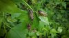 Summer concerts, events collide with cicada emergence in Chicago's suburbs