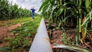 A man walks through a cornfield to open gates on an irrigation system that uses water drawn from the North Loup River.; Taylor, Nebraska. 