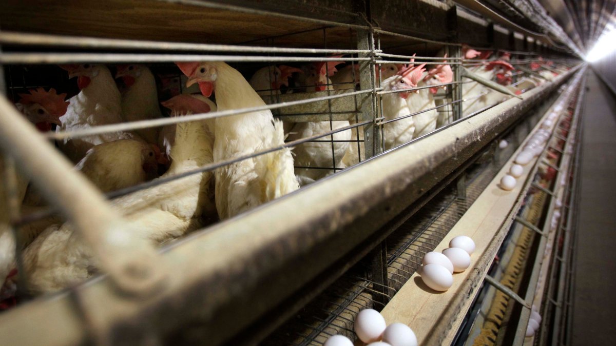 Wisconsin reports first human case of bird flu in state this season