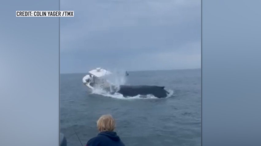 A breaching whale crashed down on a small boat in Portsmouth, New Hampshire, on Tuesday.