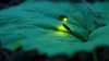 Are fireflies going extinct? What to know about ‘lightning bugs' in Illinois