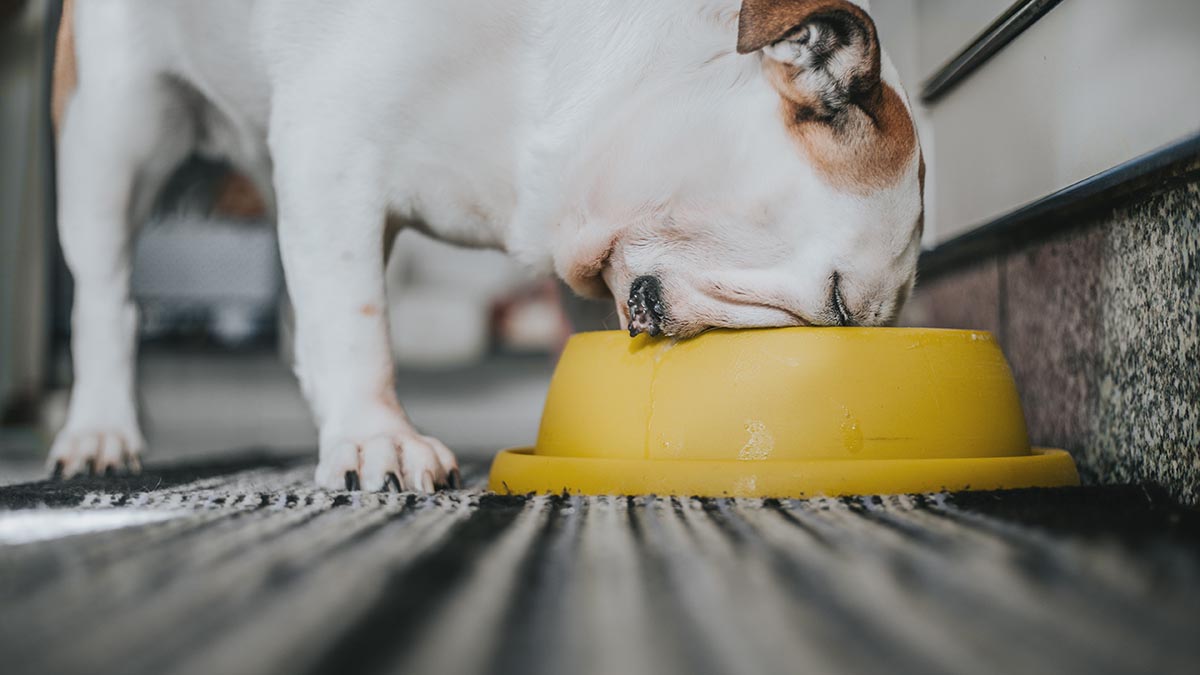 Indiana dog food company issues recall over possible salmonella contamination