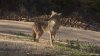 Dog assumed dead after being grabbed by coyote from north suburban yard