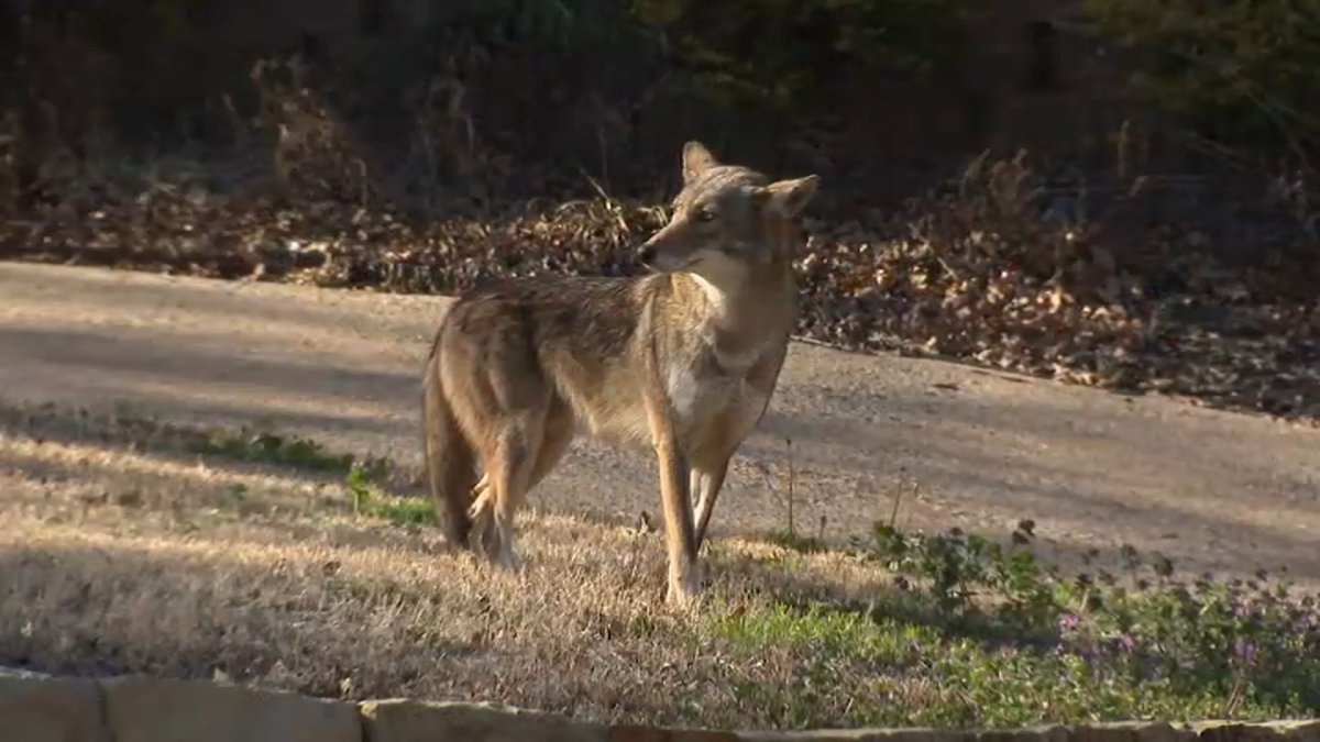 Dog assumed dead after being grabbed by coyote from north suburban yard Dog assumed dead after being grabbed by coyote from north suburban yard