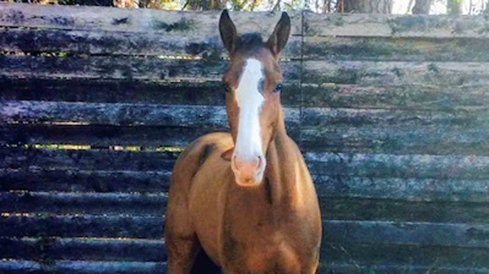 Boyd Martin to honor Annie Goodwin at Paris Olympics – NBC Chicago