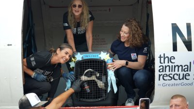 Dozens of pets board flights to find forever homes