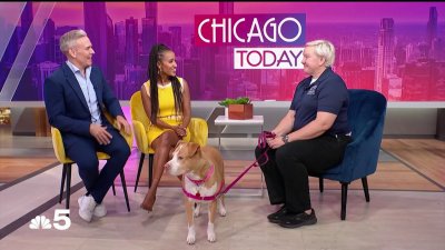 Chicago's canine cruise sets sail with dog-friendly fun