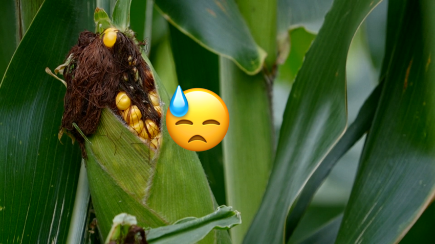 Corn and a sweaty face emoji