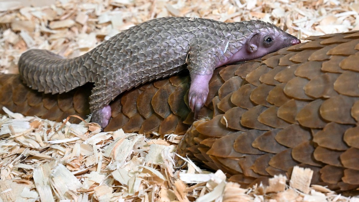 White-bellied pangolin pup born at Brookfield Zoo Chicago