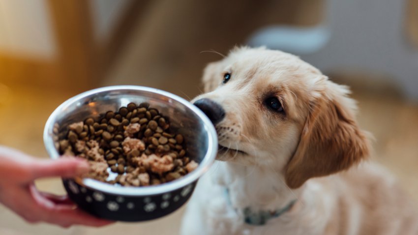 Puppy Feeding Time