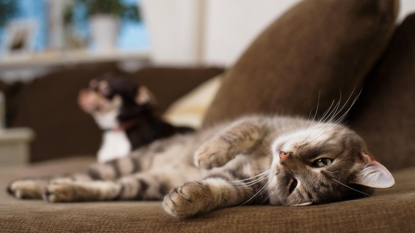 lacy cat with small dog in the background